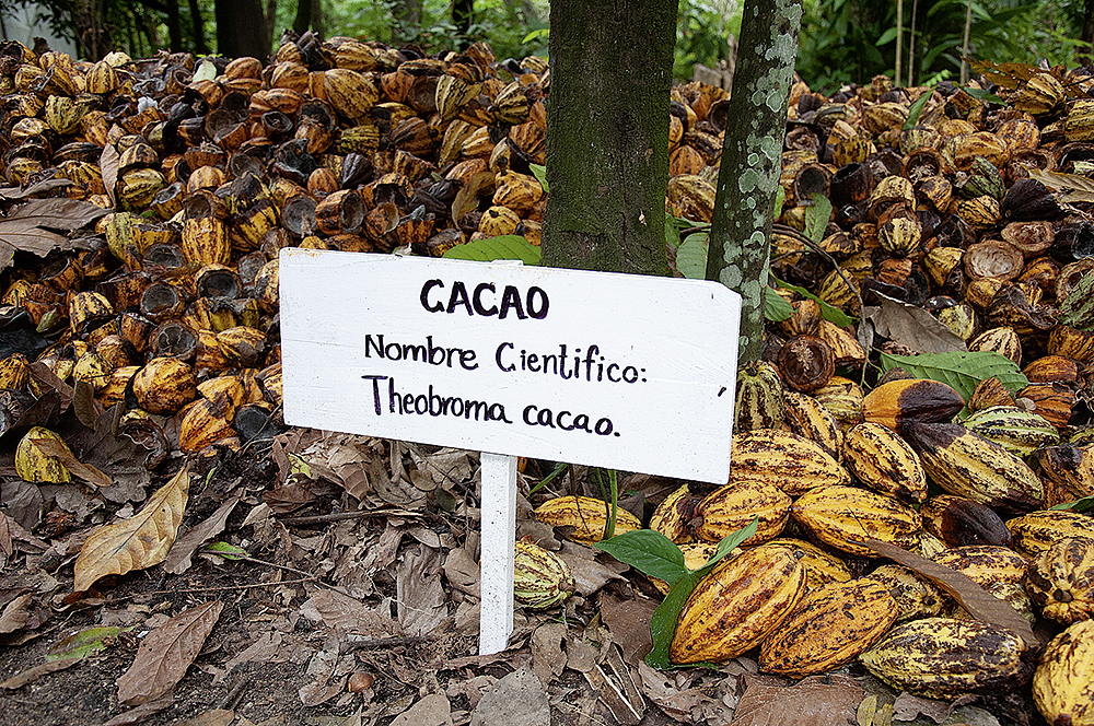 Organische Abfälle aus der Kakaoproduktion dienen auf den Plantagen als natürlicher Dünger. Sie reichern den Boden mit Nährstoffen an. | Foto: Jürgen Bluhm