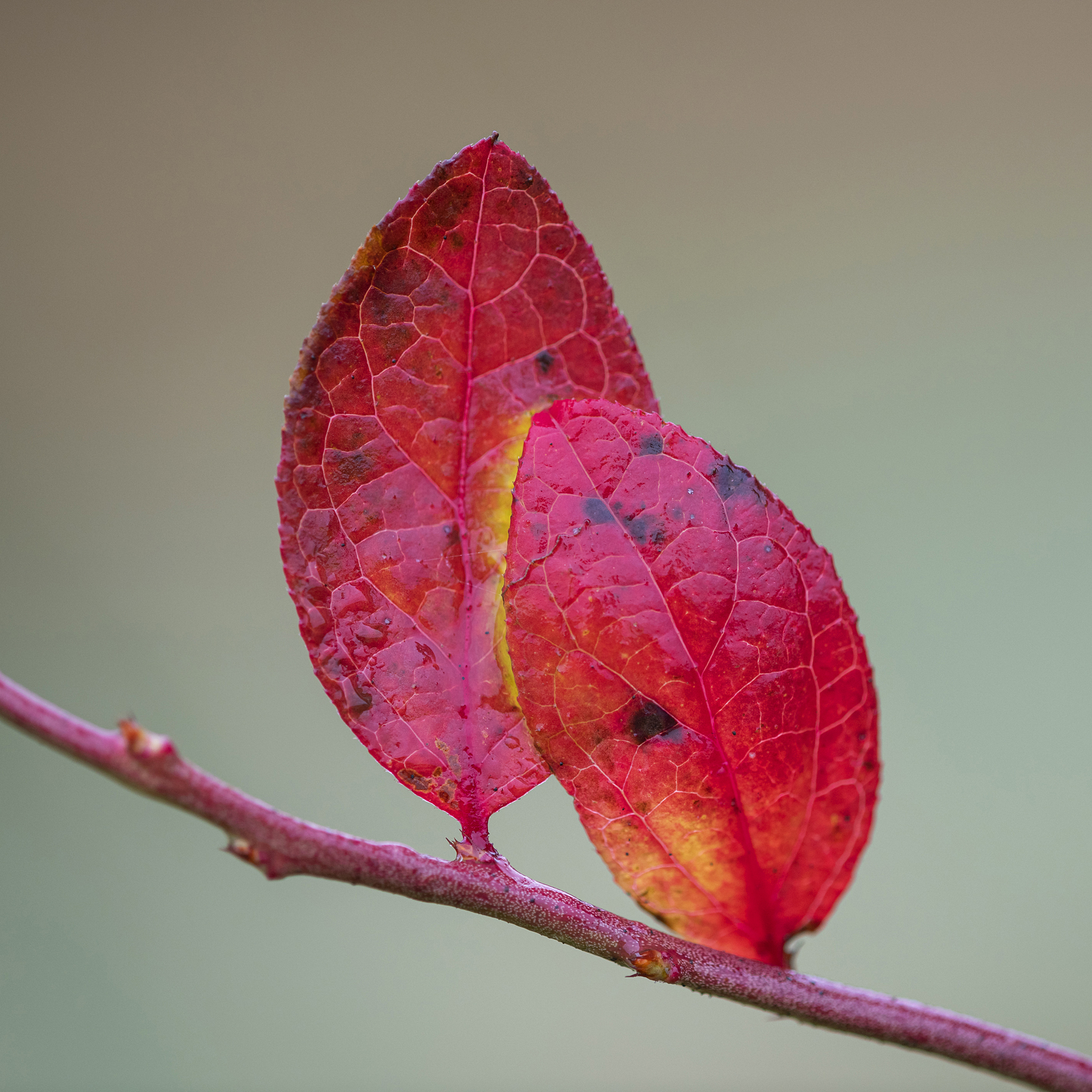 Herbstfärbung | Foto: Willi Rolfes