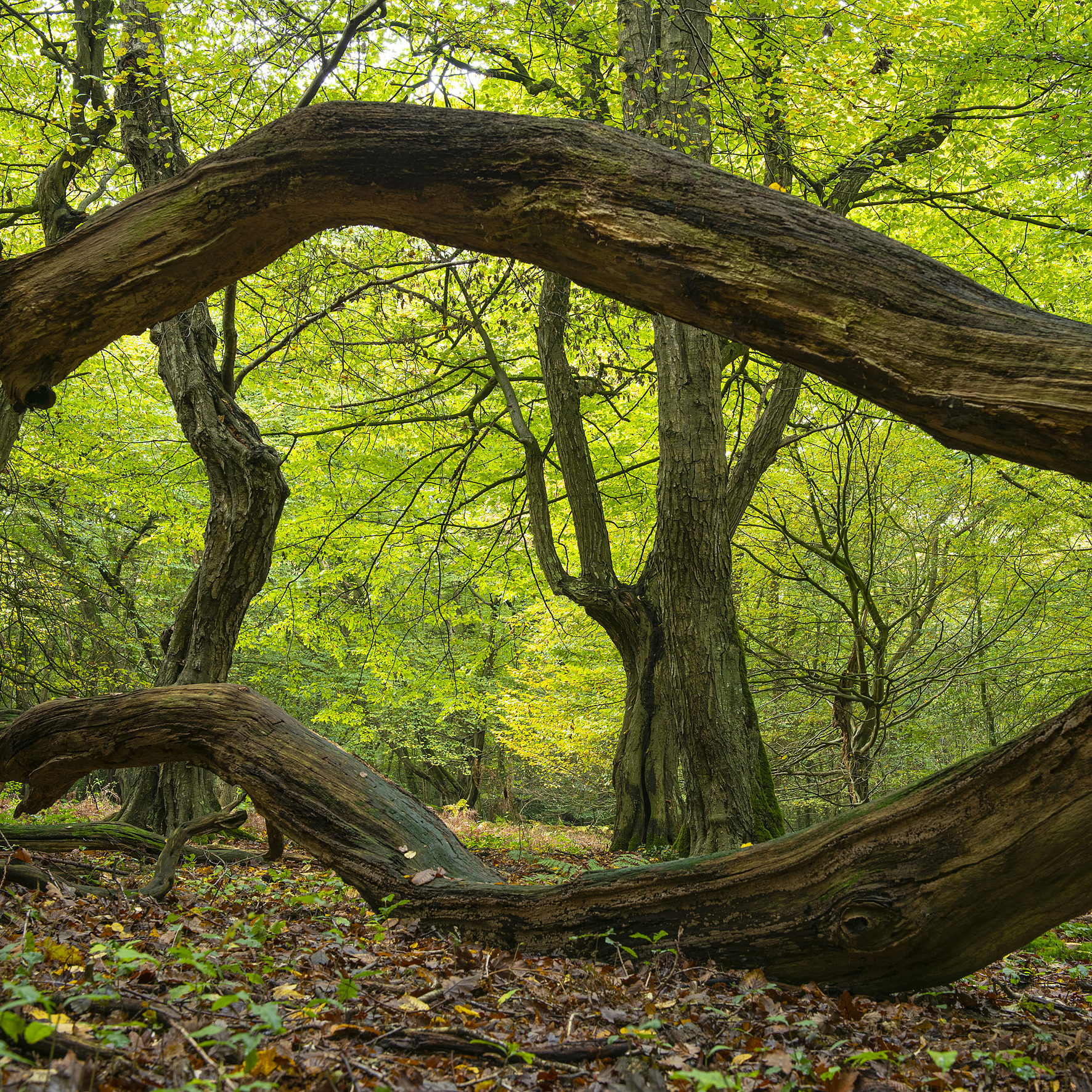 Wald im Wandel | Foto: Willi Rolfes