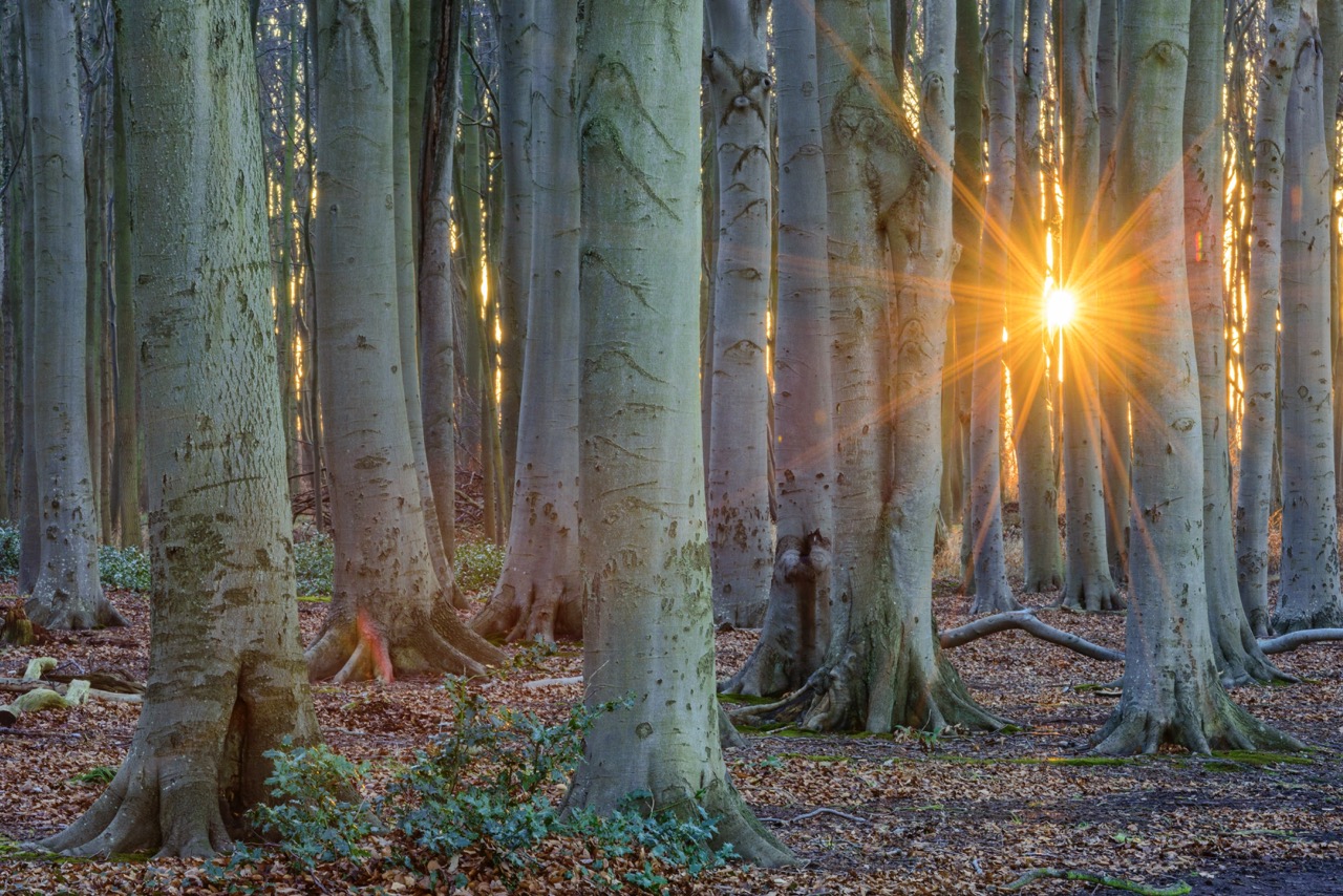 daSein. Wie ein Baum | Willi Rolfes | Edition Bildperlen